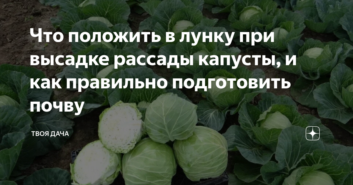 Что положить в лунку при высадке капусты. Что положить в лунку при посадке капусты в открытый грунт рассадой. Лунки под капусту. В лунку для посадки капусты.