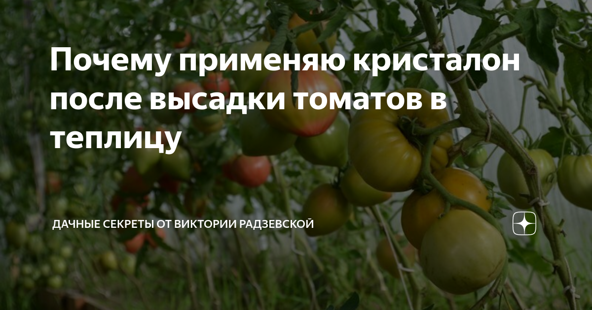 Почему применяю кристалон после высадки томатов в теплицу | Виктория ...