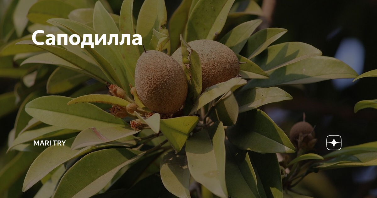 Культивируемые сорта саподиллы