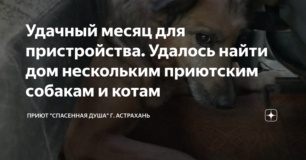 спасенная душа астрахань дзен. спасенная душа астрахань дзен. эко приют выжившие регионы астрахань. спасенная душа астрахань дзен. спасенная душа приют астрахань.