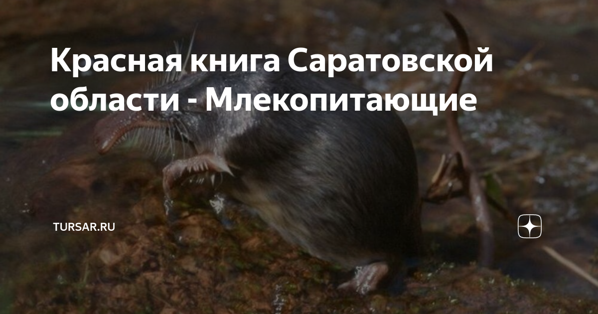 Красная книга Саратовской области - Млекопитающие | tursar.ru | Дзен