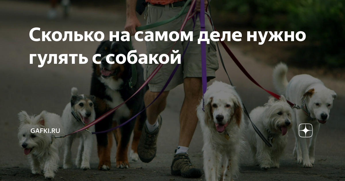 Во сколько утром гулять с собакой. Сколько нужно гулять с собакой. Собаки с которыми надо гулять 1 раз в день. Во сколько надо гулять утрам с собакой. Сколько надо гулять с собакой в день.