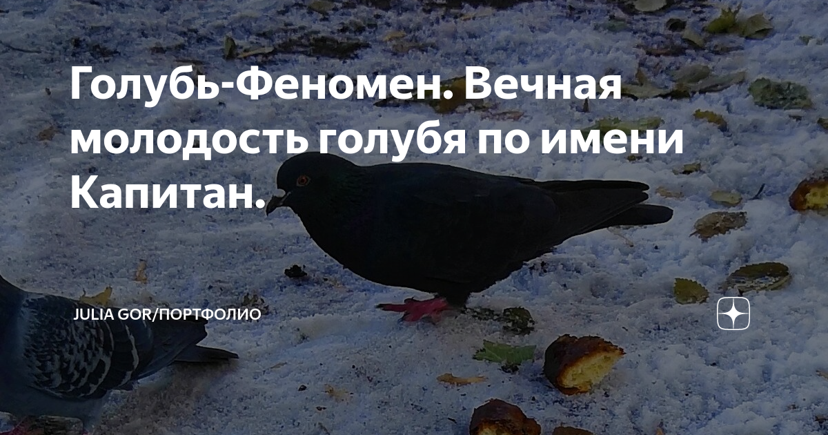 я на волю сизым голубком. дикий голубь берестов. я на волю сизым голубком. прохор митрич наговицын. я на волю сизым голубком.