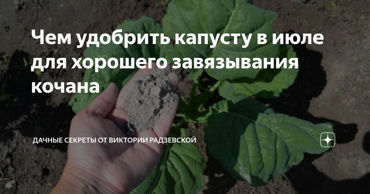 Подкормить капусту в августе для роста кочанов. Подкормка капусты для завязывания Кочанов. Подкормка капусты в открытом грунте в июле. Удодобрение для завязывания Каченов. Подкормка капусты белокочанной в открытом грунте
