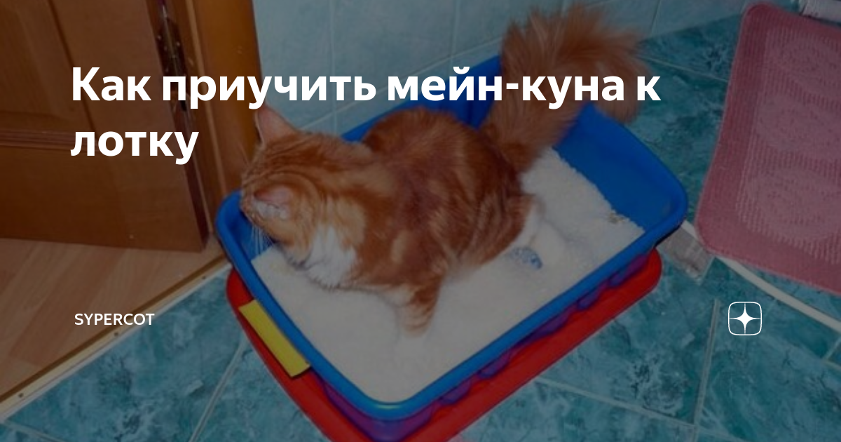 Как приучить котенка мейн куна к туалету