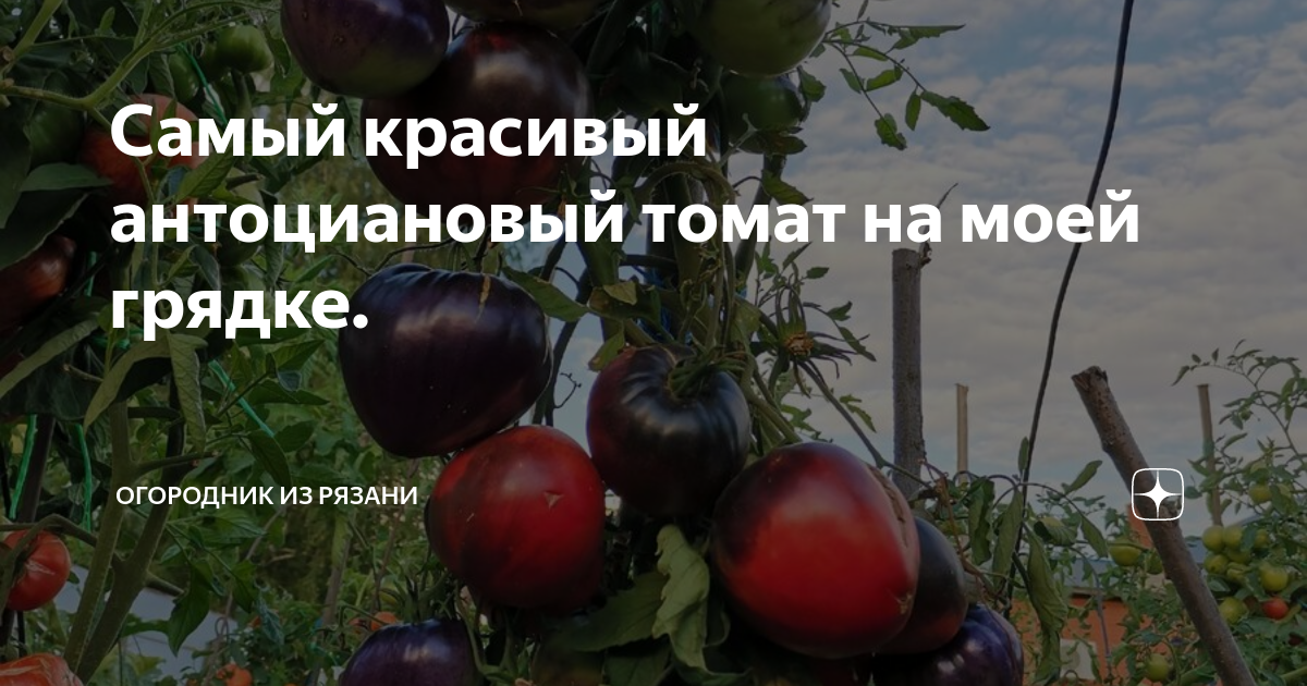 Огородник из рязани сорта томатов. Каталог томатов Ольги Фомичевой- огородник из Рязани.