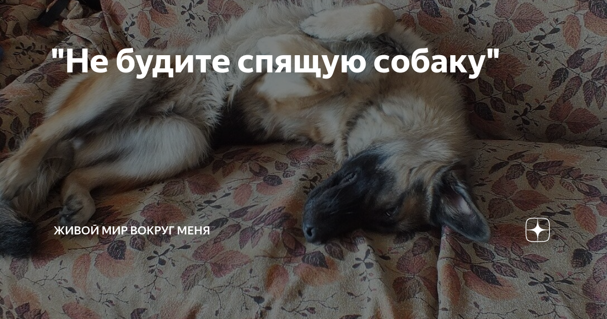 не будите спящего зверя. отдыхаю после трудового дня. не будите спящего зверя. не будить я сплю. сплю не будить картинки.