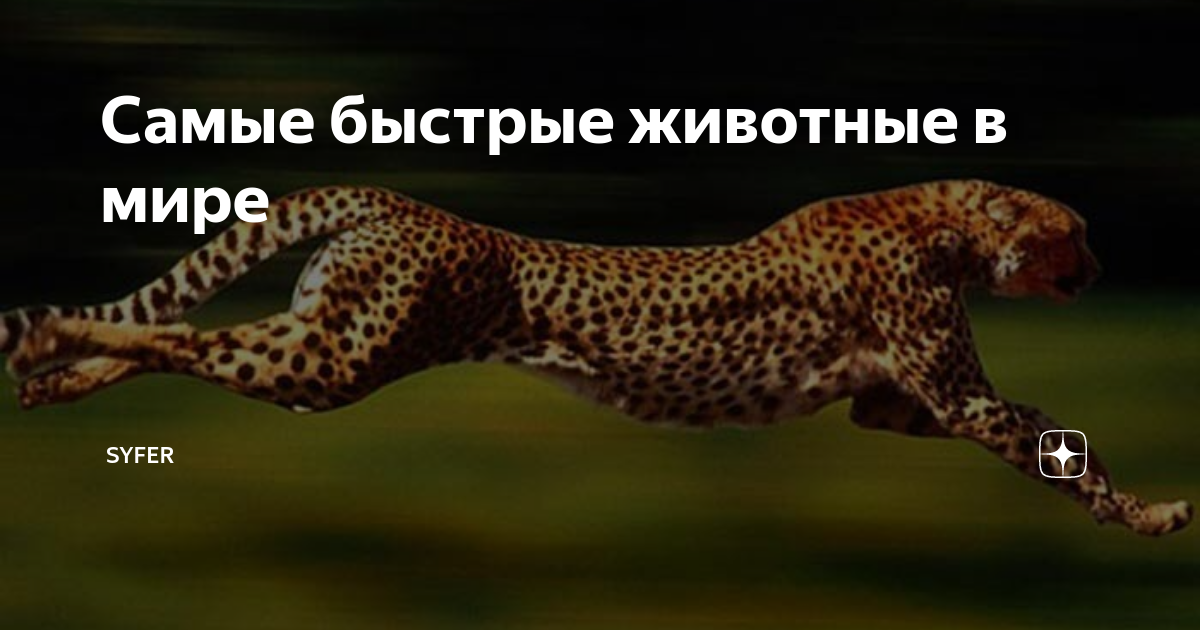 Кто быстрее всех животных. Кто быстрее всех животных