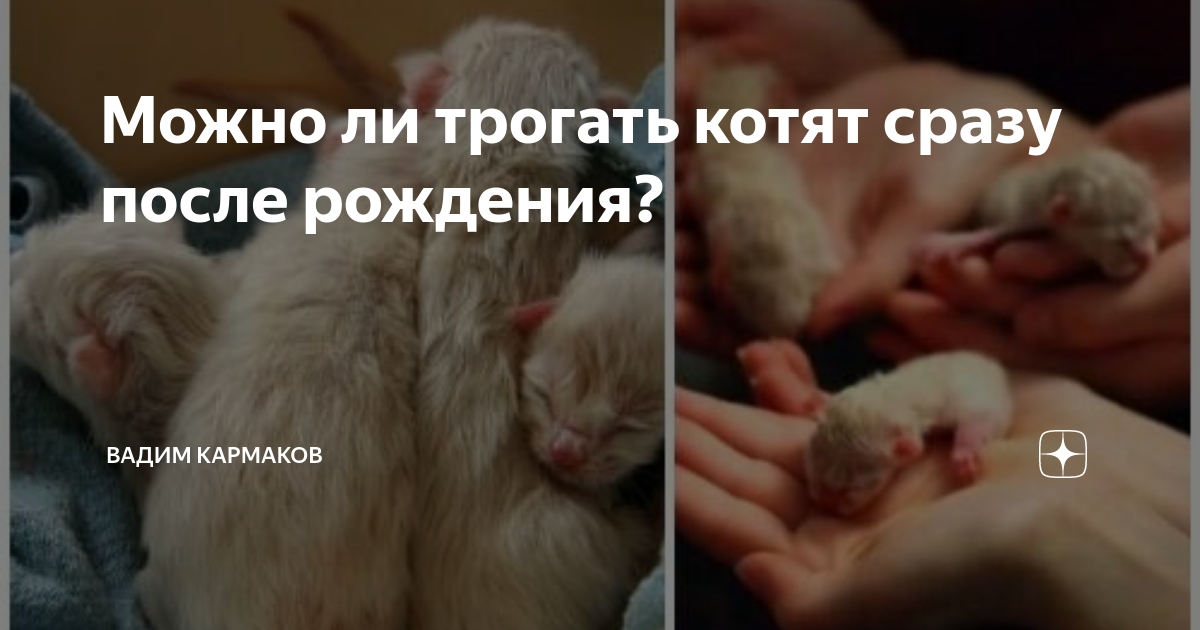 Можно ли трогать котят сразу после рождения? | Вадим Кармаков | Дзен