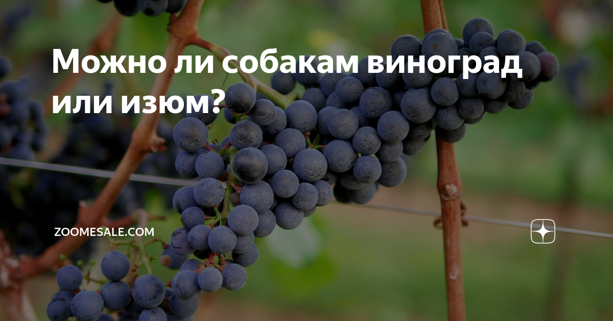 Можно ли собакам виноград. Можно ли собакам виноград без косточек.