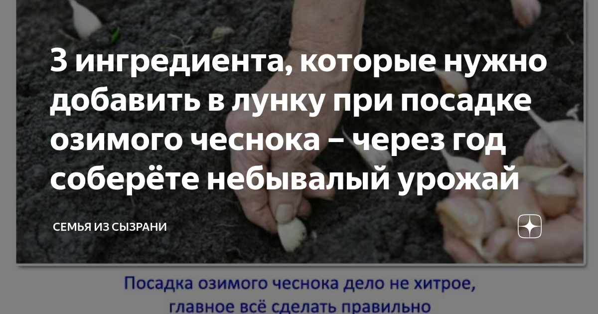 Когда садить чеснок в этом году. Когда сажать чеснок. Схема посадки чеснока. Схема посадки чеснока под зиму. Схема посадки озимого чеснока.