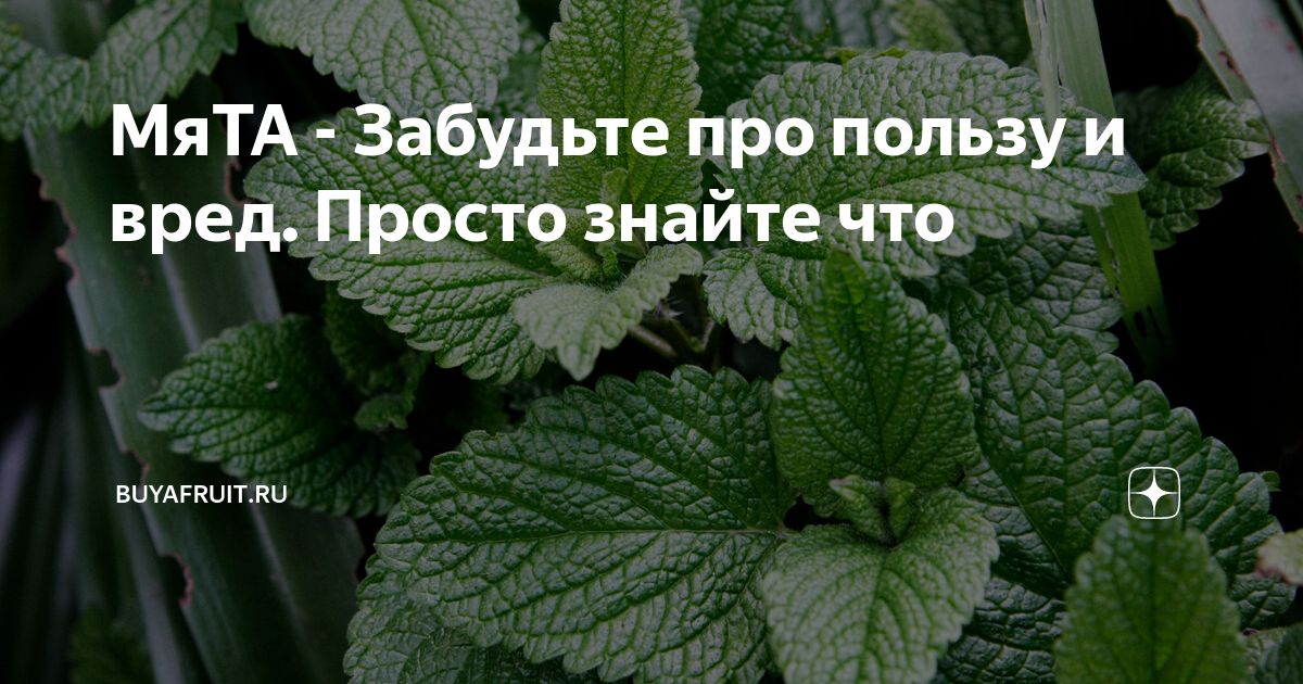 Можно ли мяту при давление. Мята от давления. Чай из мяты рецепт. Мята повышает или понижает давление. Витамины мяты.