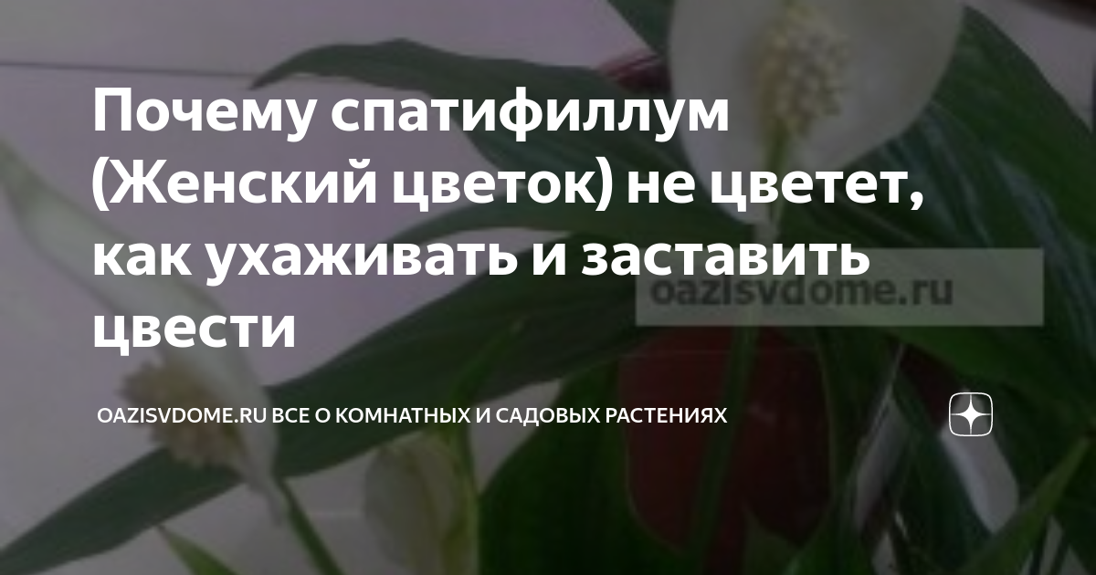 Цветок перестал цвести