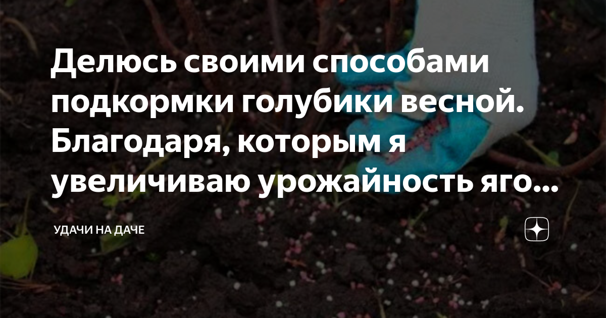 Схема удобрений голубики.