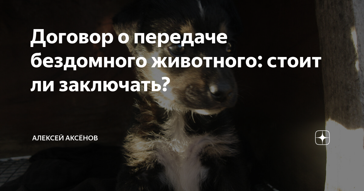 Договор о передаче бездомного животного: стоит ли заключать? | Алексей ...