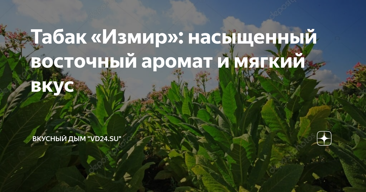 Турецкий табачок песня слушать. Турецкий табачок песня слушать. Турецкий табачок песня слушать. Папиросы стамболи. Турецкий табачок песня слушать.