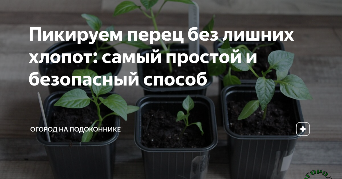 Почвенные требования для перца