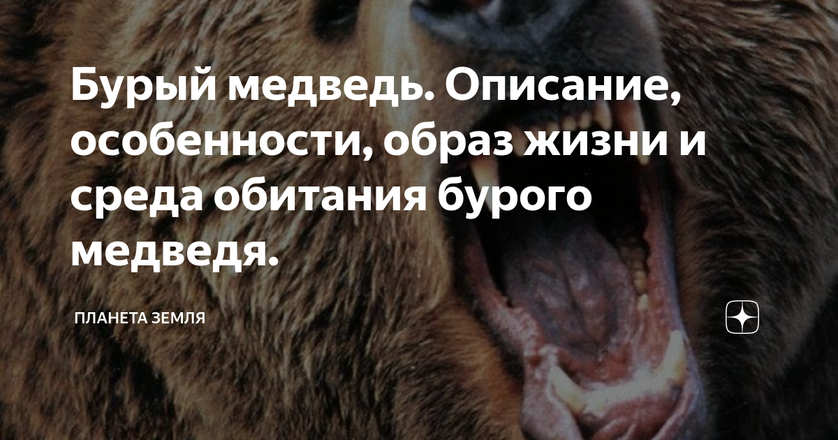 Бурый медведь. Описание, особенности, образ жизни и среда обитания ...