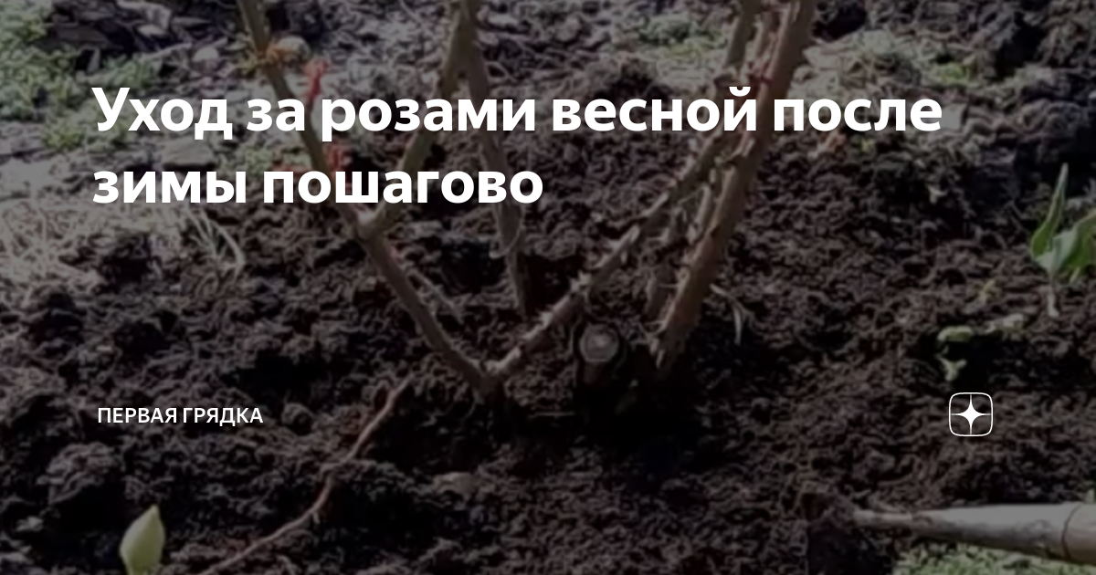 как оживить розы после зимы