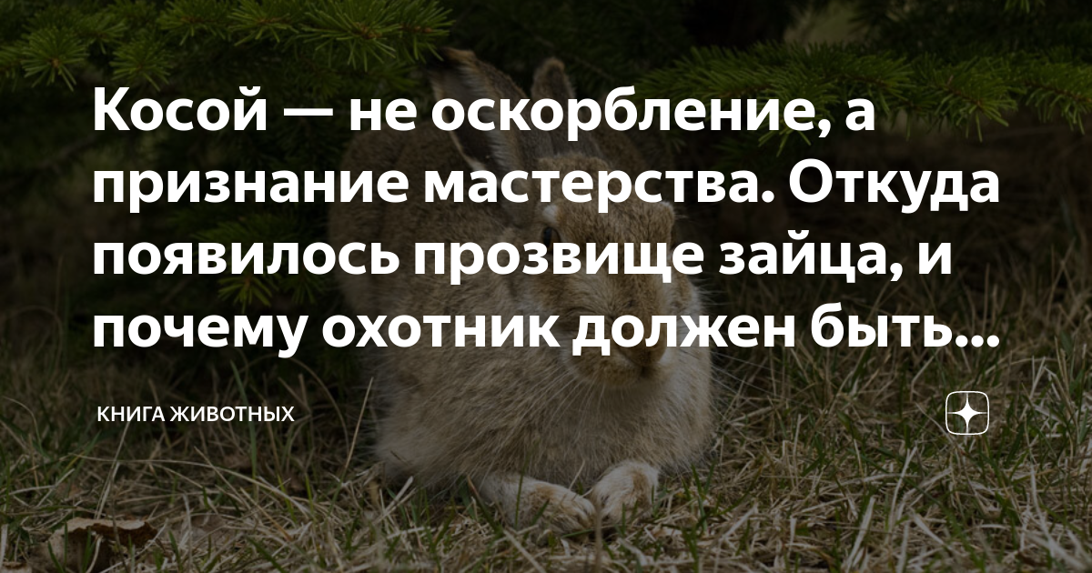 Сибирское прозвище зайца 5 букв. Почему зайца называют косым. Признание мастерства. Клички для Зайцев.