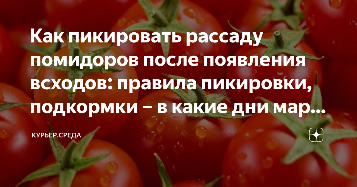 Благоприятные дни в марте для пересадки томатов. Посадка томатов на рассаду в 2023 году. Сеем помидоры на рассаду в 2023 в марте. Благоприятные дни для посадки томатов в марте 2023. Посев помидор на рассаду в 2023 в марте.