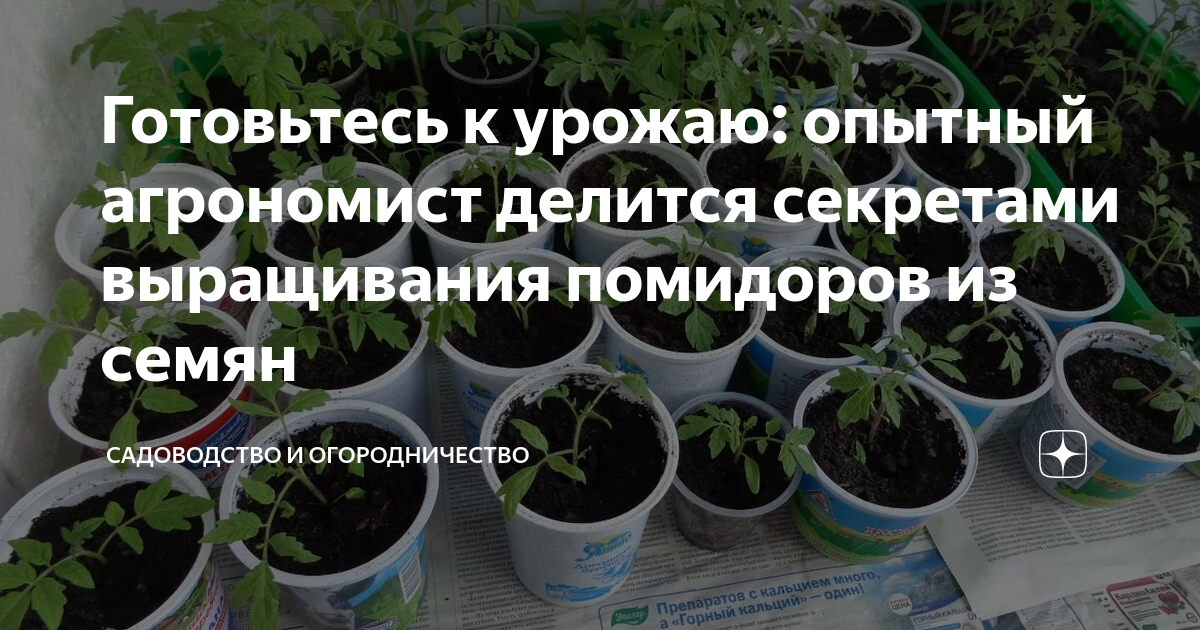 Помидоры семена рассада инструкция. Посев томатов на рассаду. Сажаем помидоры на рассаду. Когда сажать помидоры на рассаду. Посадка помидор на рассаду удобно.