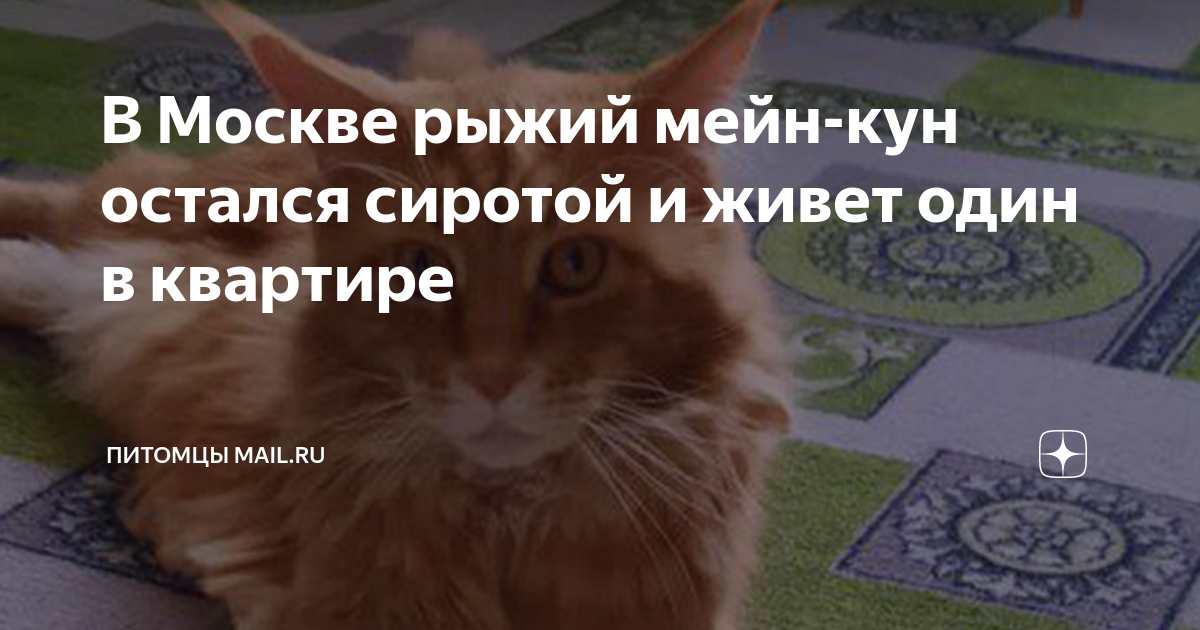 мейн кун живет лет
