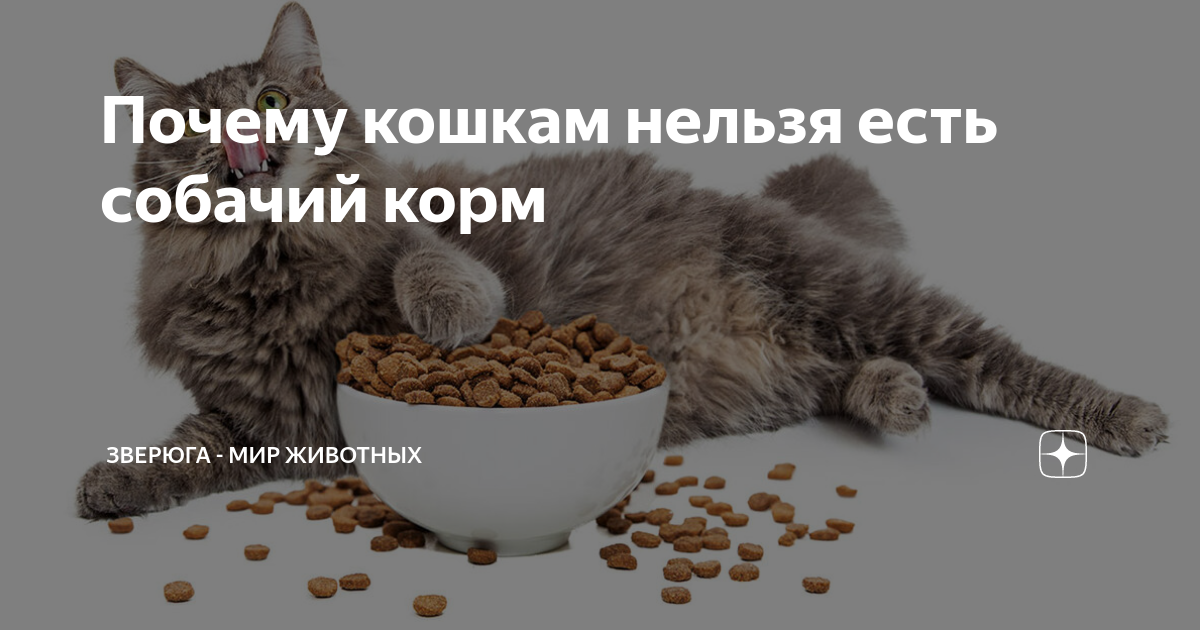 Что нельзя собакам. Почему кошкам нельзя давать корм. Список запрещенных продуктов для кошек. Правильное питание кошек. Запретные продукты для кошка.