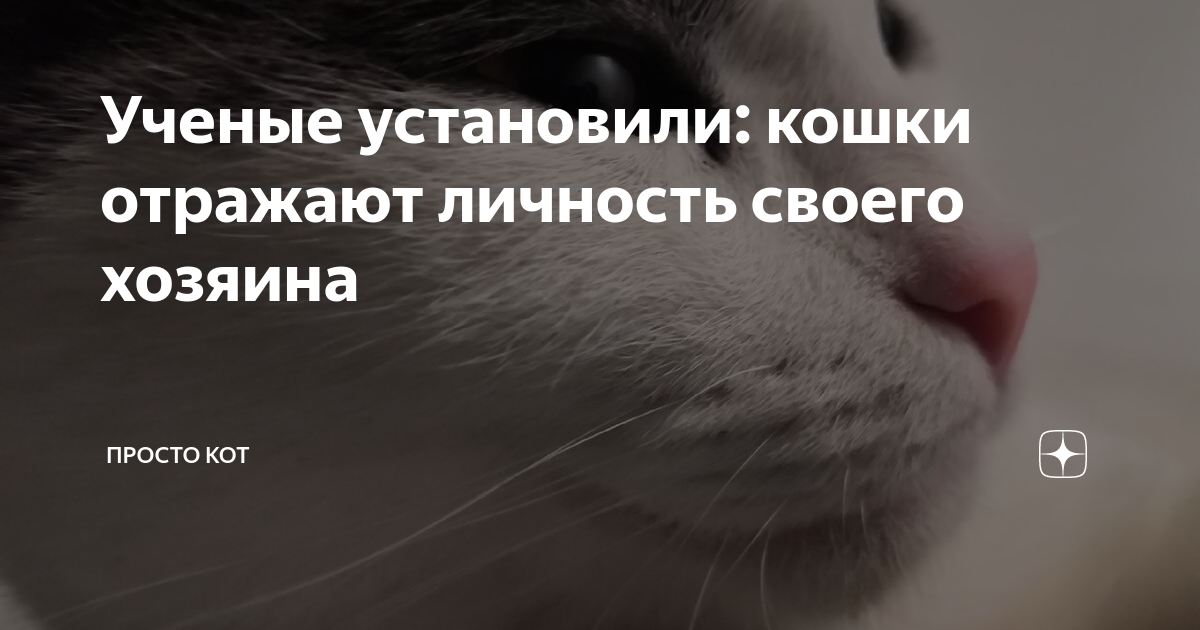 Ученые установили: кошки отражают личность своего хозяина | Кошка в ...