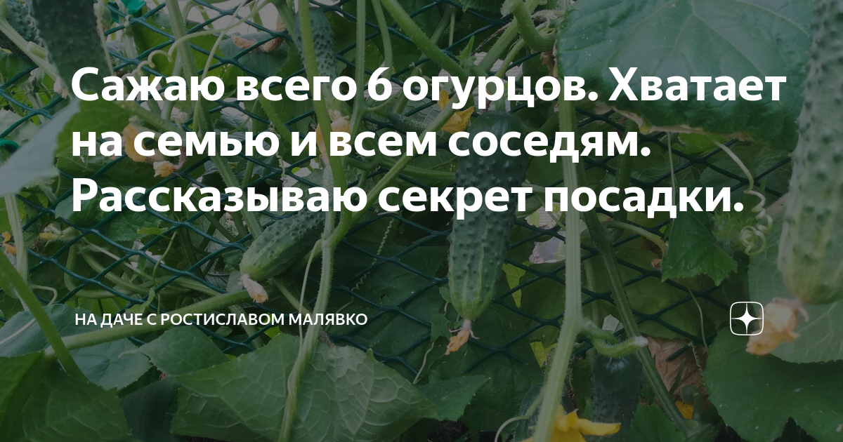 Форма огурца чего не хватает. Чего не хватает огурцам картинки. Определить чего не хватает огурцам. Чего не хватает огурцам по листу.