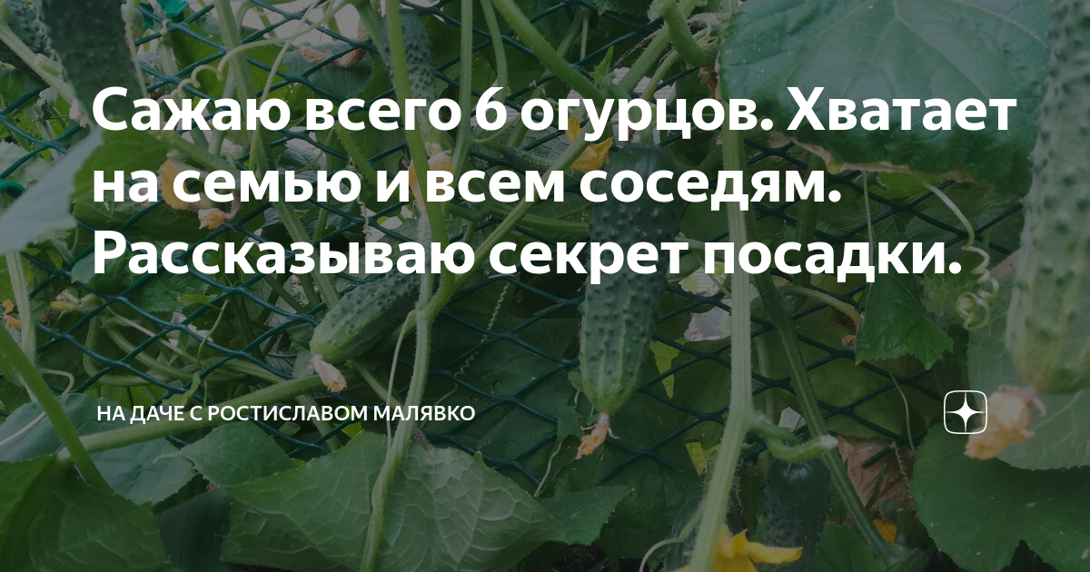 Хочется огурец чего не хватает. Чего не хватает огурцам по форме. Определить чего не хватает огурцам по плодам. Огурцы пузатые чего не хватает. Чего не хватает огурцам по форме плода.