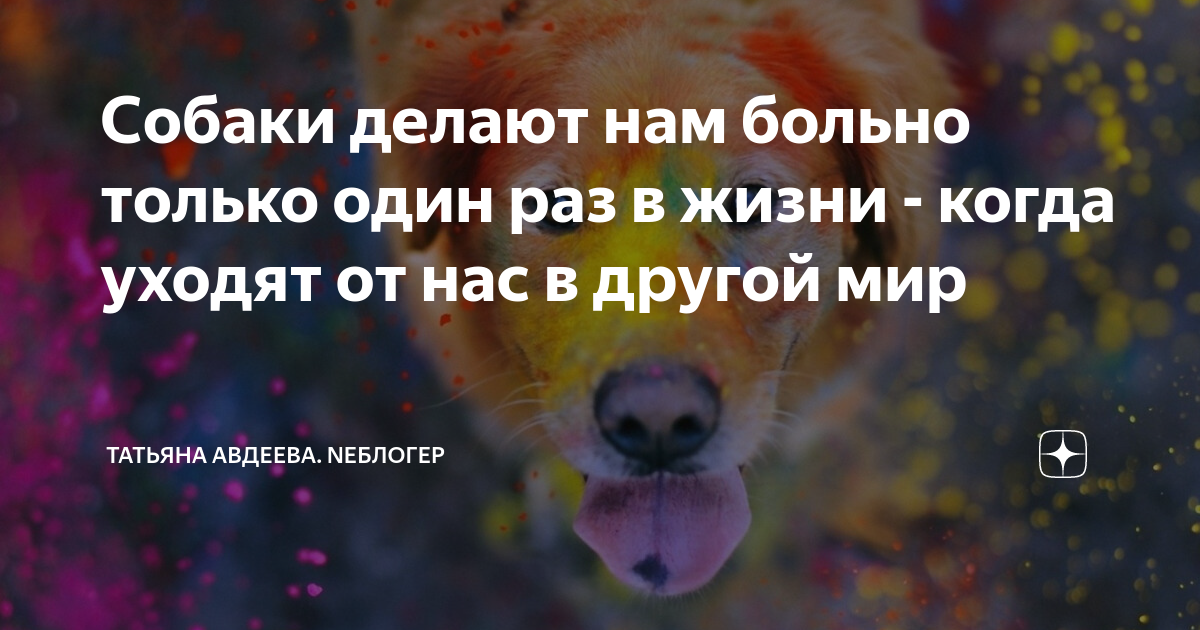 Стихи про бездомных животных. Собака и суеверия. Стихи на смерть собаки. Когда хозяин на работе. Собаки для квартиры.