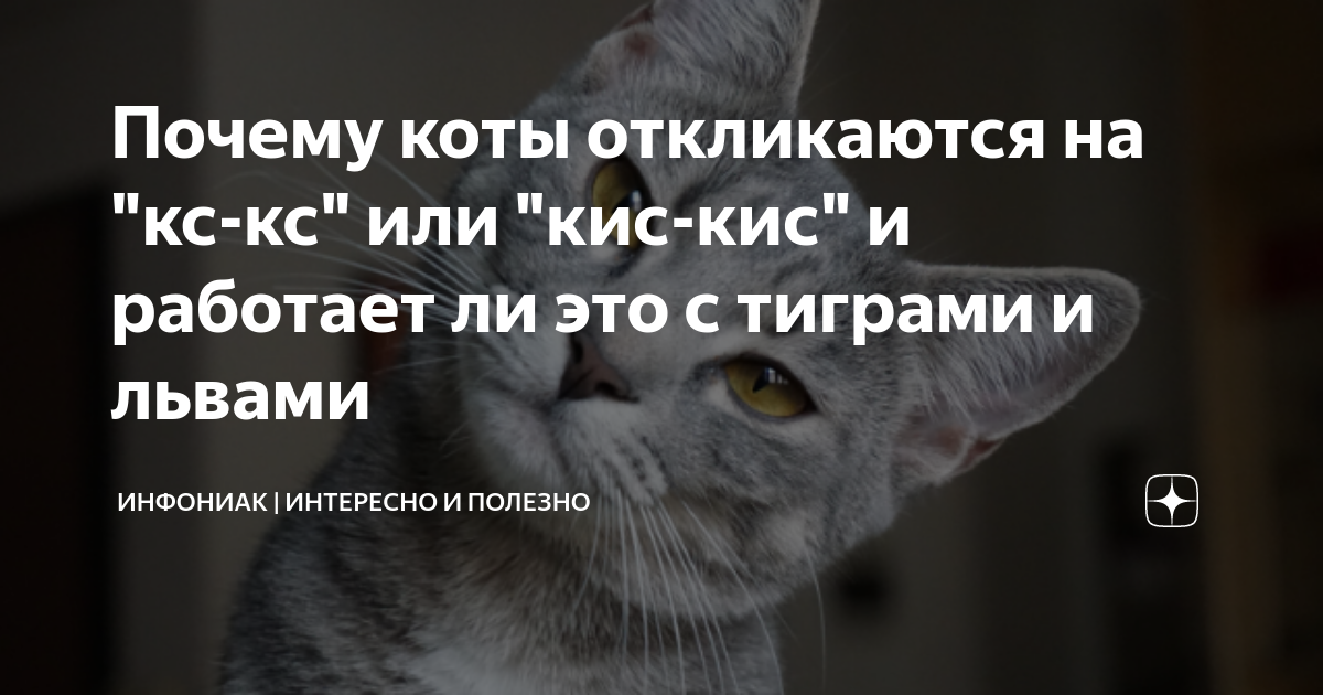 Почему кошка отзывается. Кот откликается на кис кис. Почему кошки откликаются на кис кис. Звуки на которые реагирует кот. Американские коты откликаются на кис кис