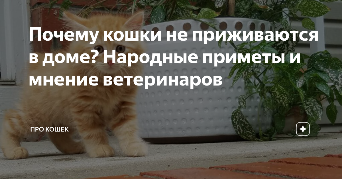 Котёнка в дом чтоб прижился. Рыжий кот с белым кончиком хвоста. Кошки дома не приживаются. Почему в доме не приживаются кошки. Животные которые приживаются дома.