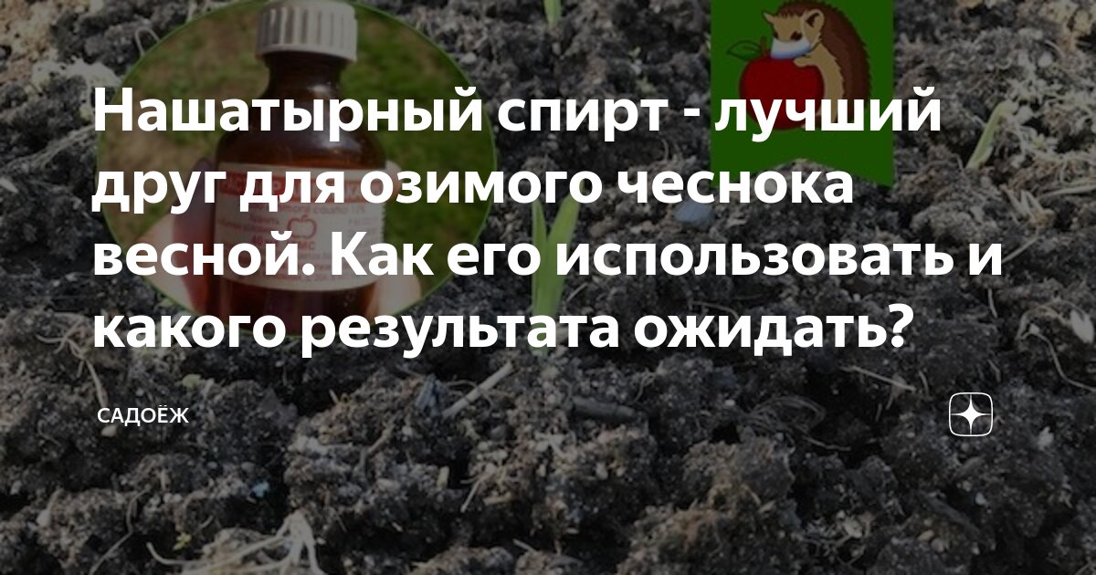 Когда прекращать полив чеснока озимого. Пропорция нашатырного спирта для полива чеснока. Нашатырка для чеснока.