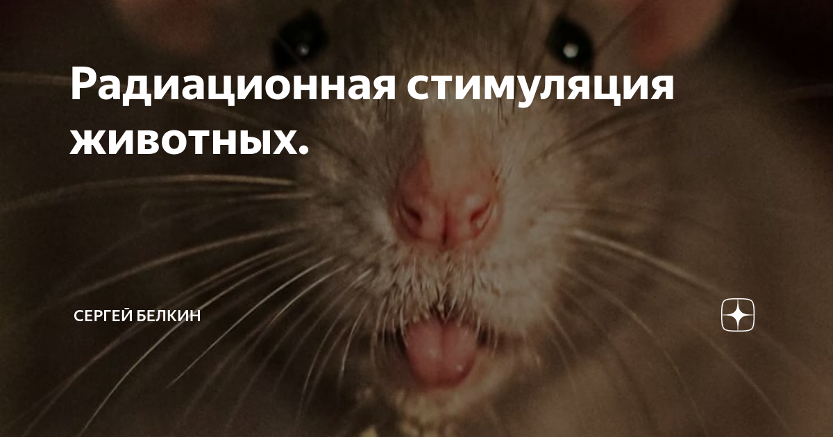 Мрт для животных. Собака с фистулой желудка. Опыт олдса с крысой. Companion cat. Искусственное оплодотворение собак.