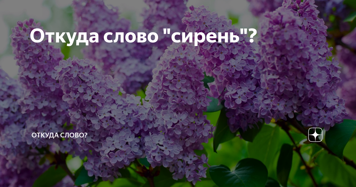 Разобрать слово сирень. Слово сирень. Когда зацветет сирень обложка альбома где сделана. Когда цветет сирень влияет ли она на погоду.