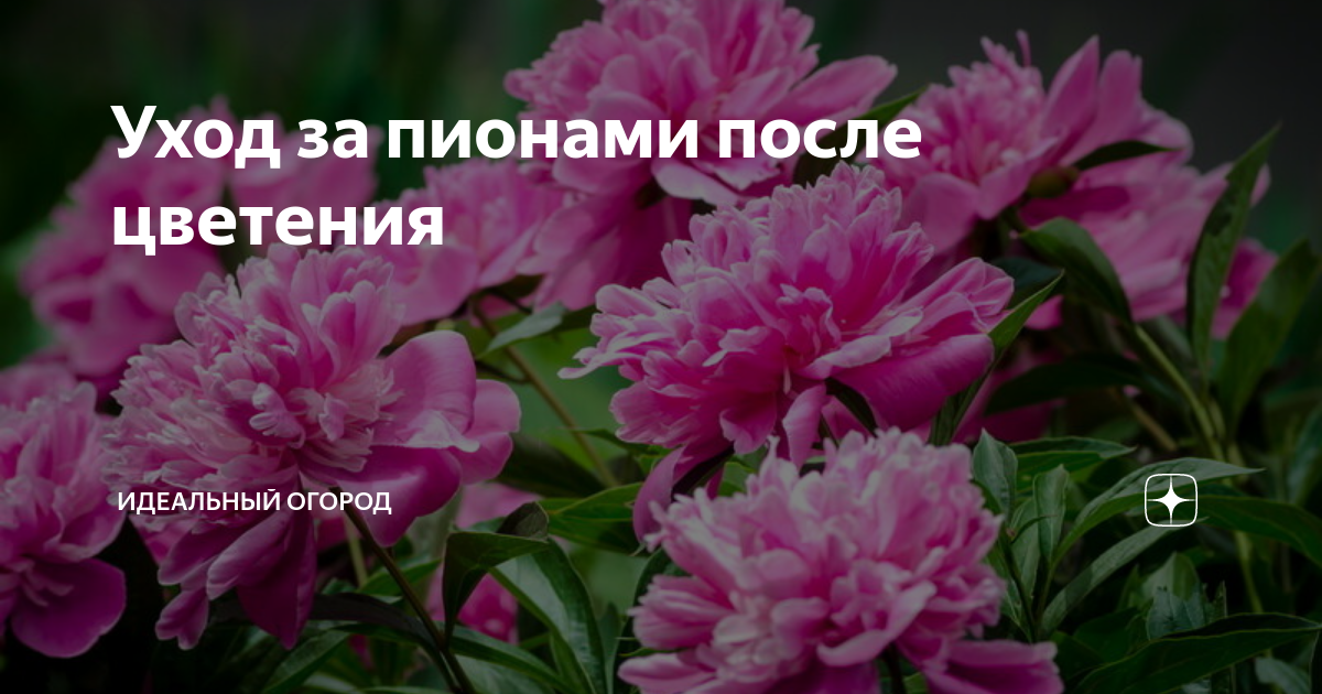 Пионы сроки цветения. До какого месяца цветут пионы. В каком месяце распускаются пионы. Уход за пионами после цветения в июле. Пока твой мужик сообразит про пионы они уже отцветут.