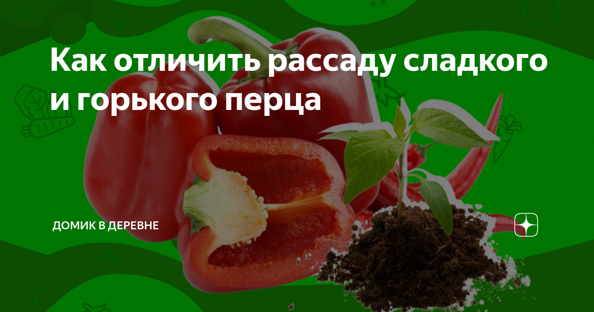 Рассада горького и сладкого перца. КПК отличить рассадк сладкого и Горьеого пеоца. Как отличить рассаду Горького перца от сладкого. Отличие рассады Горького перца от сладкого. Как отличить острый перец от сладкого в рассаде.