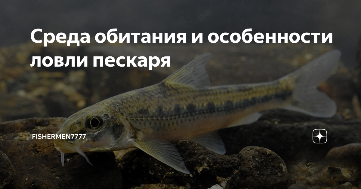 Клев рыбы в Вытегре: где и как поймать?