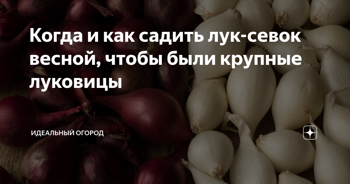 Когда лучше сажать лук в октябре. Когда садить лук севок весной. Как правильно садить лук севок весной чтобы были крупные луковицы. Когда сажать лук гигант