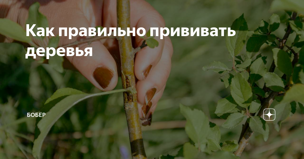 Как правильно прививать деревья | Бобёр | Дзен