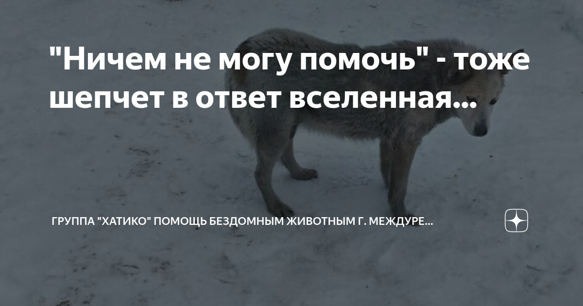 Хатико помощь