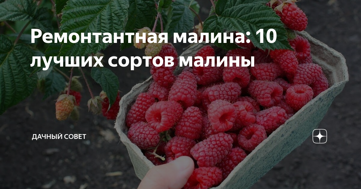 Малина Гигант Московский: описание сорта, фото, отзывы, правила посадки и выращи