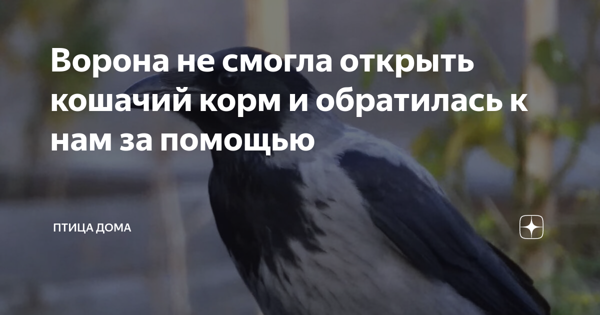 Ворон понимает кошачий язык