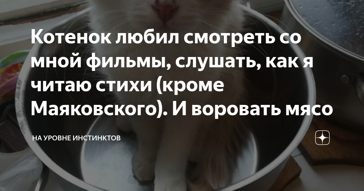 Я котенка искупаю положу его в кровать