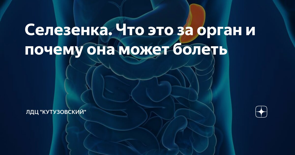 Боль в селезенке. Расположение селезенки у человека. Селезенка это орган. Болезненность селезенки.