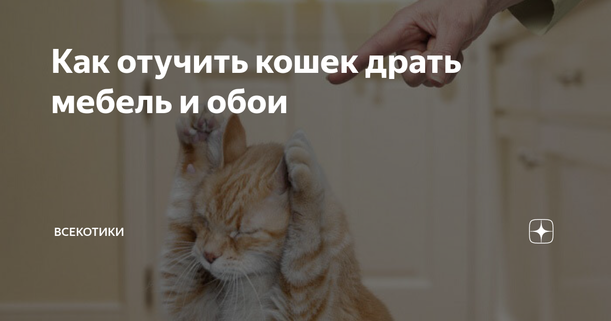 Как отучить котенка драть