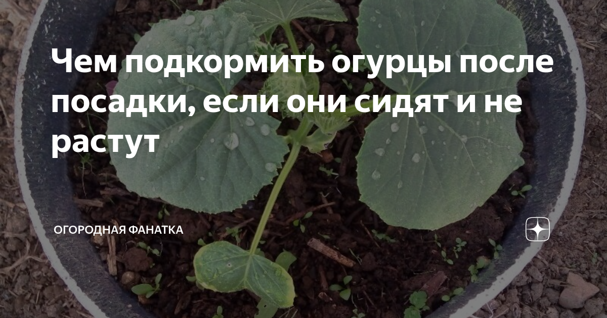 Огурцы остановились в росте чем подкормить. Чем подкормить огурцы для роста. Когда и чем подкармливать огурцы после посадки. Чем подкормить комнатные огурцы. Чем подкормить огурцы на ь