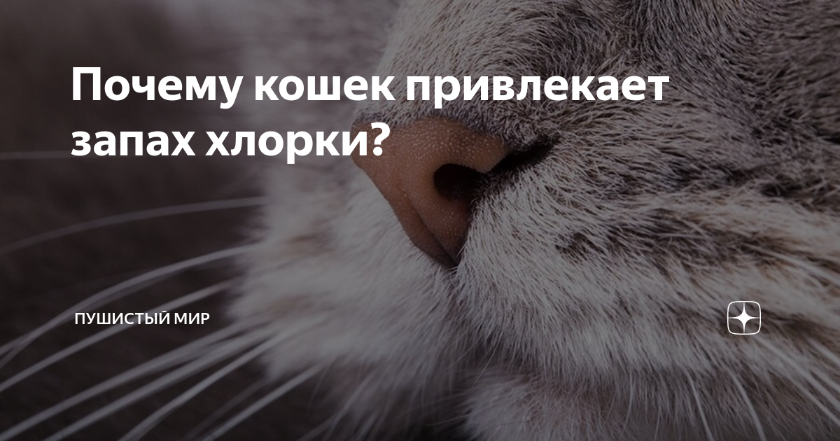 Ультразвук для кошек привлекает